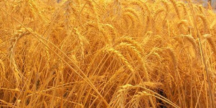 لازمه دستیابی به اهداف کشاورزی پایدار دسترسی به بذرهای اصلاح شده است