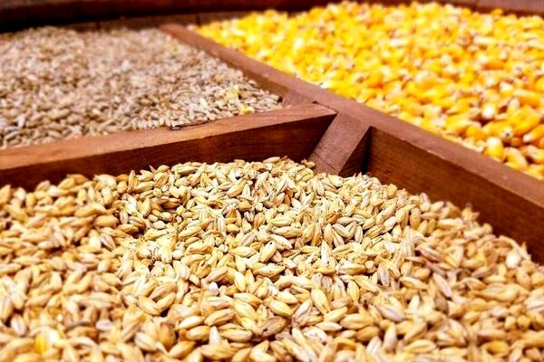 توزیع ۵۲۷ هزار تن نهاده دامی در خراسان رضوی