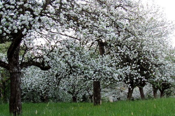 روستای عنبران مشهد، جایی که بوی بهشت می‌دهد