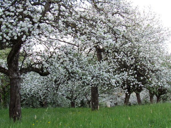 روستای عنبران مشهد، جایی که بوی بهشت می‌دهد