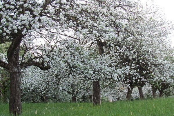 روستای عنبران مشهد، جایی که بوی بهشت می‌دهد