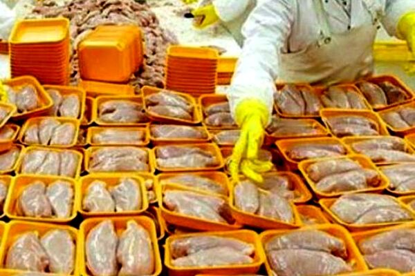 مرغ نه صادر می‌شود نه قاچاق/خروج مرغ از استان ممنوعیتی ندارد