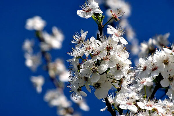 سرما به درختان میوه خسارت زد