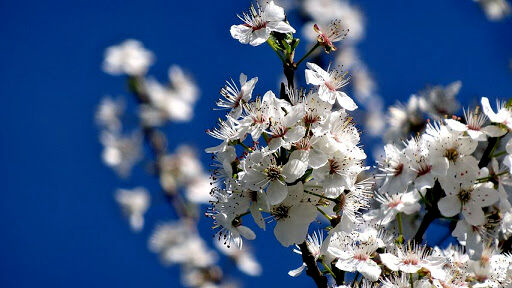 سرما به درختان میوه خسارت زد