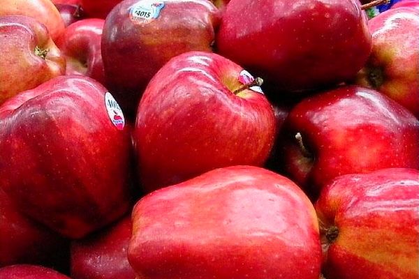 صادرات، عامل گرانی سیب!