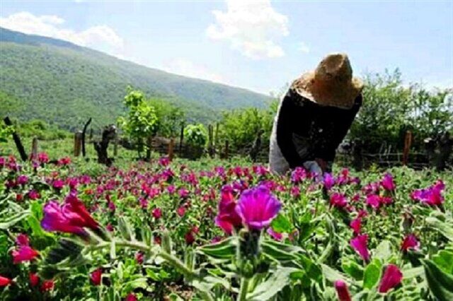 رتبه نخست خراسان رضوی در تولید گیاهان دارویی
