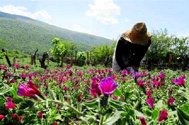 رتبه نخست خراسان رضوی در تولید گیاهان دارویی