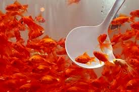 مرکز پرورش ماهی قرمز در خراسان رضوی نداریم