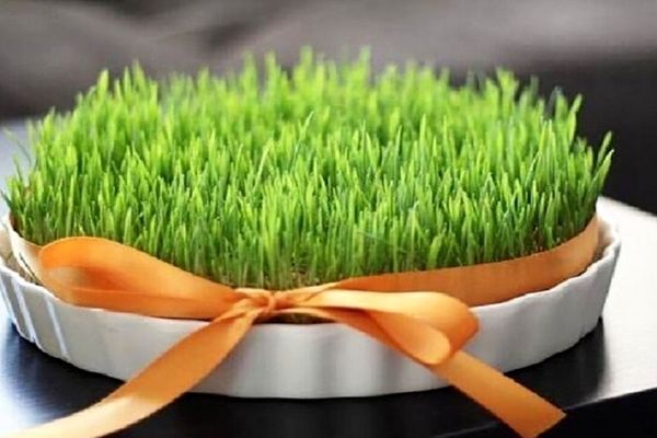 طرز تهیه سبزه گندم برای عید