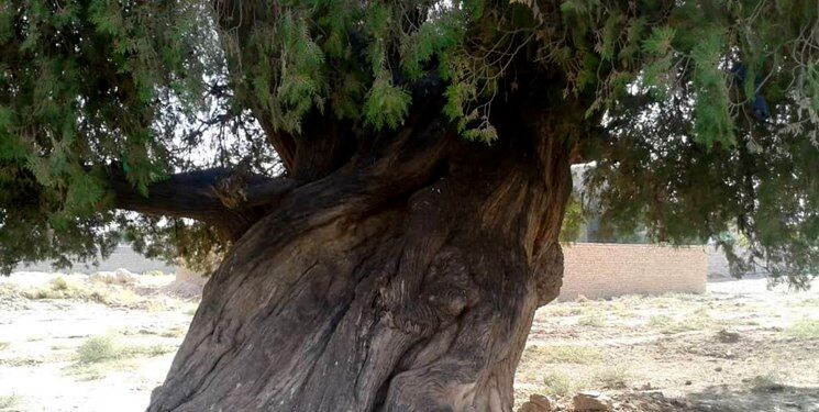 ثبت سرو نوش درخت 100 ساله مشهدی در میراث طبیعی