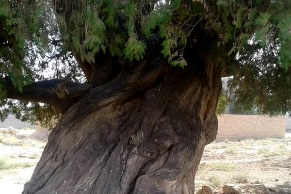 ثبت سرو نوش درخت 100 ساله مشهدی در میراث طبیعی