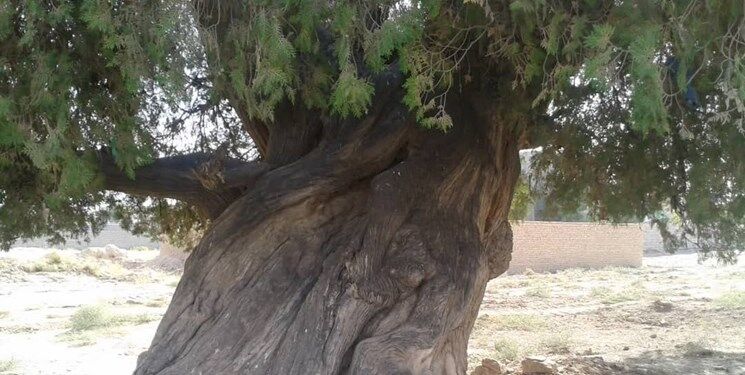 ثبت سرو نوش درخت 100 ساله مشهدی در میراث طبیعی