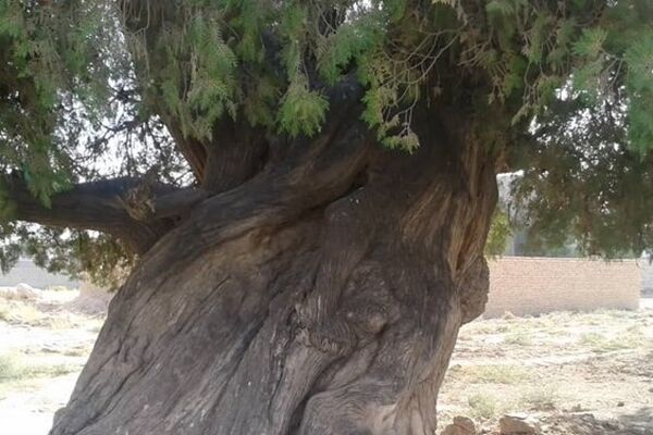 ثبت سرو نوش درخت 100 ساله مشهدی در میراث طبیعی