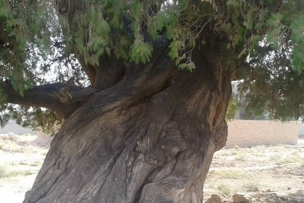 ثبت سرو نوش درخت 100 ساله مشهدی در میراث طبیعی