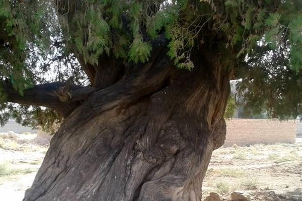 ثبت سرو نوش درخت 100 ساله مشهدی در میراث طبیعی