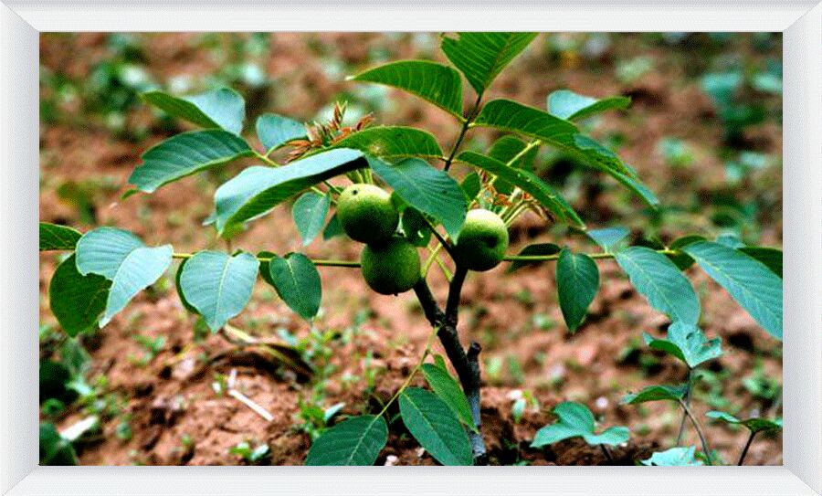 چگونه با خرید نهال گردو به سوددهی مناسب برسیم؟
