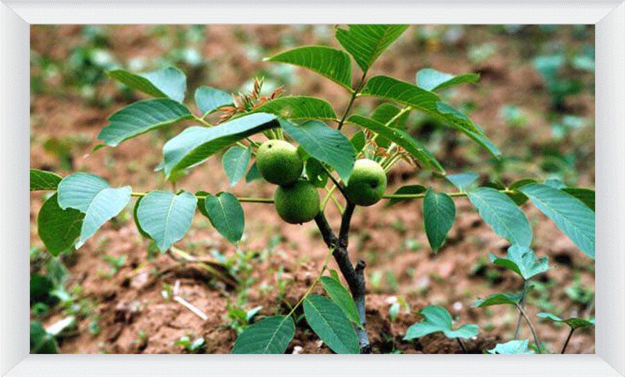 چگونه با خرید نهال گردو به سوددهی مناسب برسیم؟