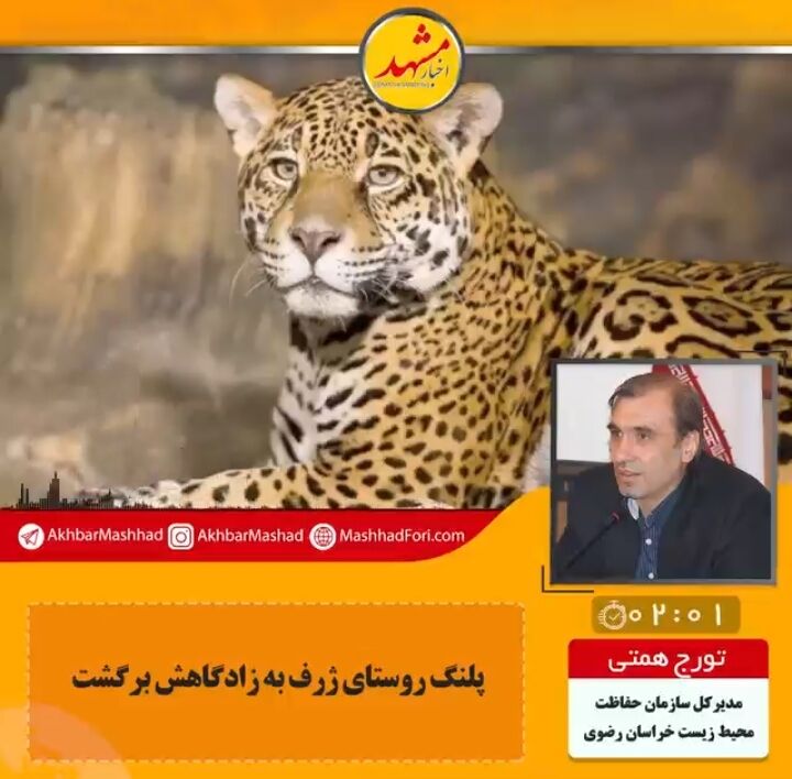 پلنگ به دام‌های یک دامدار در روستای ژرف شهرستان کلات حمله‌ور شد!