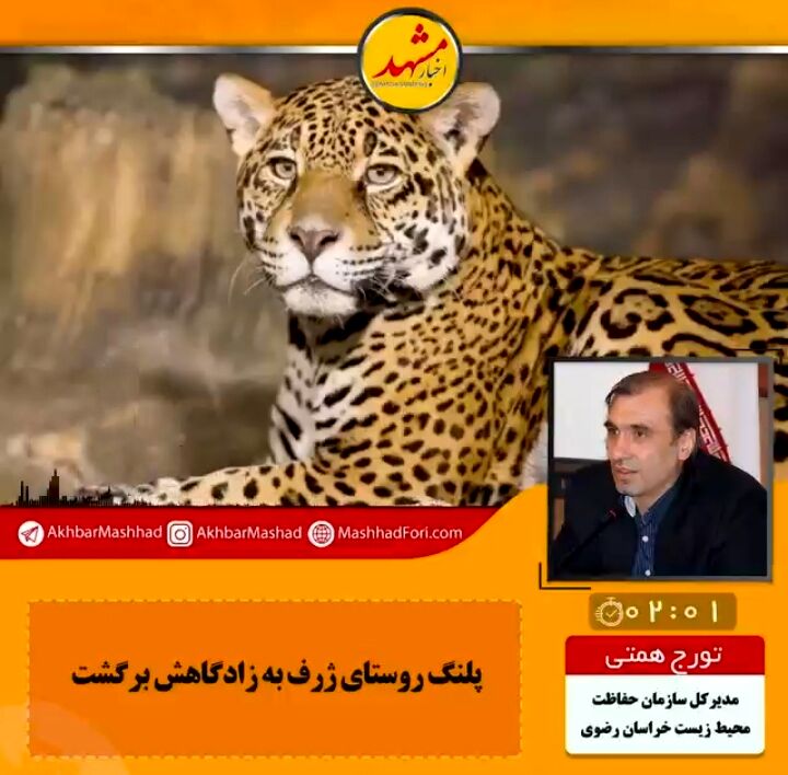 پلنگ به دام‌های یک دامدار در روستای ژرف شهرستان کلات حمله‌ور شد!