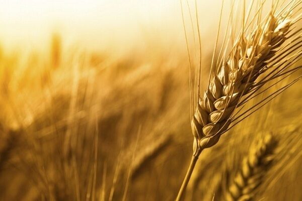 افزایش ۶۰ درصدی قیمت خرید تضمینی گندم