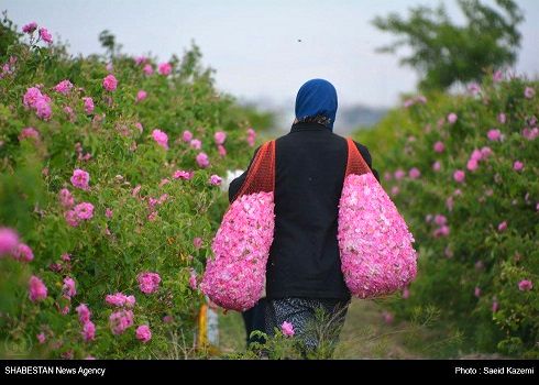 آغاز برداشت گل محمدی در کاشمر