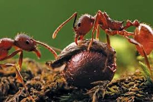 بخیه زدن زخم با کله مورچه/تاثیرات دارویی این حشرات