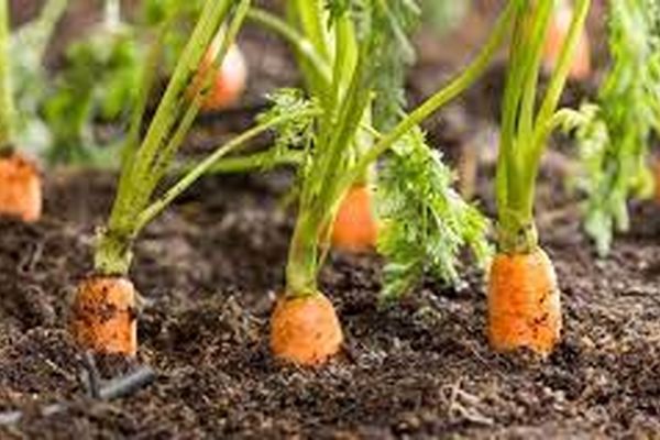 کاشت هویج در ۱۲۰ هکتار از اراضی زیر کشت مشهد