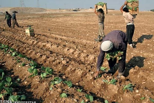 ۱۷۷ هزار تن انواع کود پایه، سهمیه ذخیره خراسان رضوی برای کشت پاییزه