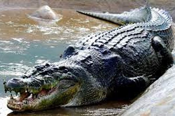 ورود 300 کروکودیل از مالزی به خراسان رضوی