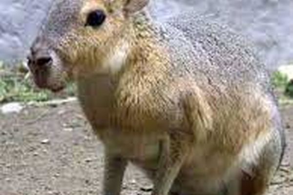 حیوانی که هم خرگوشه، هم کانگورو، هم الاغ + عکس