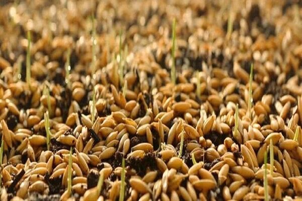 توزیع بیش از ۱۰ هزار تن بذر اصلاح‌شده بین کشاورزان خراسان رضوی