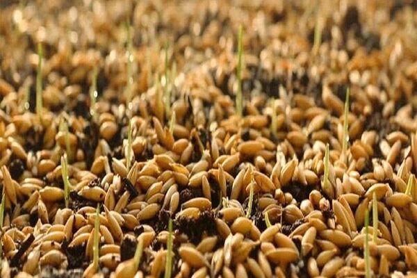 توزیع بیش از ۱۰ هزار تن بذر اصلاح‌شده بین کشاورزان خراسان رضوی