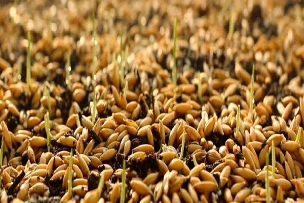 توزیع بیش از ۱۰ هزار تن بذر اصلاح‌شده بین کشاورزان خراسان رضوی