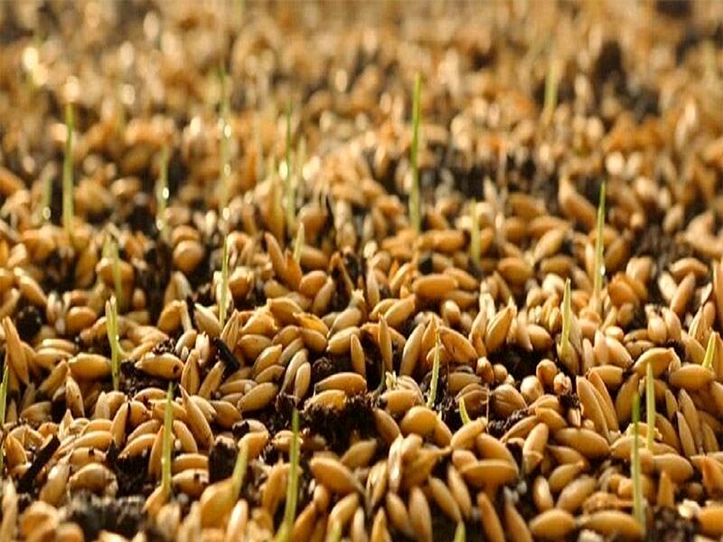 توزیع بیش از ۱۰ هزار تن بذر اصلاح‌شده بین کشاورزان خراسان رضوی