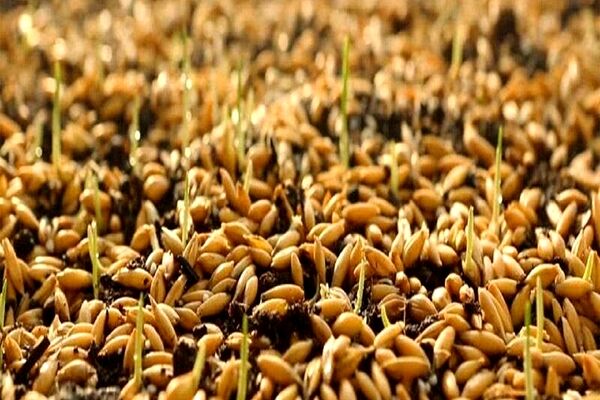 توزیع بیش از ۱۰ هزار تن بذر اصلاح‌شده بین کشاورزان خراسان رضوی