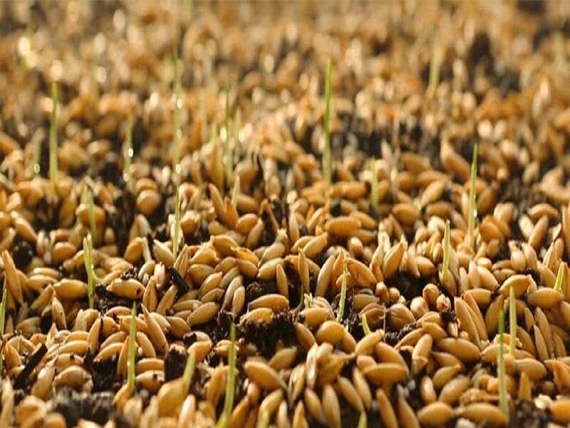 توزیع بیش از ۱۰ هزار تن بذر اصلاح‌شده بین کشاورزان خراسان رضوی