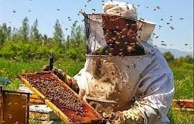 افزایش تولید عسل طبیعی در سبزوار