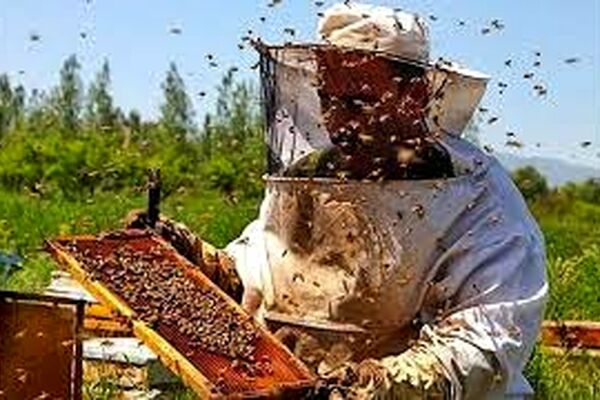 افزایش تولید عسل طبیعی در سبزوار