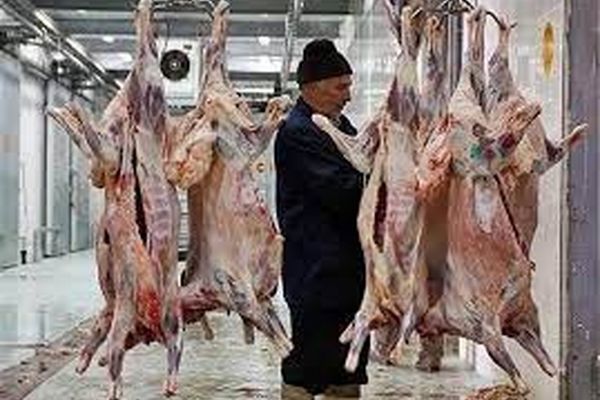 کشتار بیش از حد مجاز دام سنگین در خراسان رضوی بسیار نگران‌کننده‌است