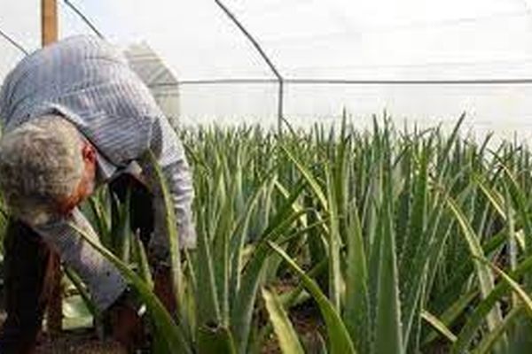 سودآوری تولید آلوئه ورا چقدر است؟