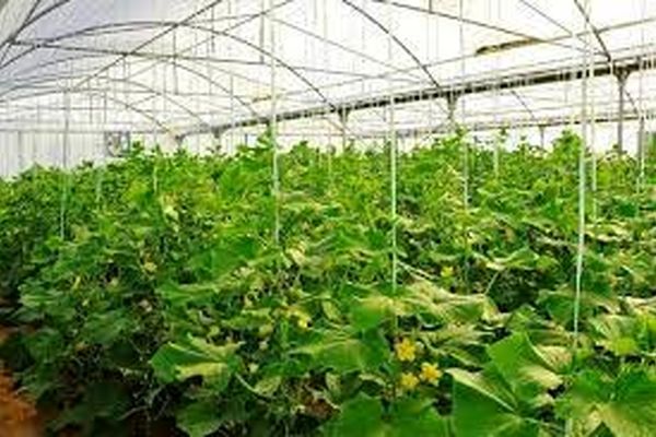 چالش‌های کسب‌و‌کار در حوزه کشاورزی