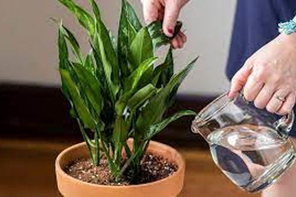 آنچه در مورد انواع گیاهان آپارتمانی باید بدانید