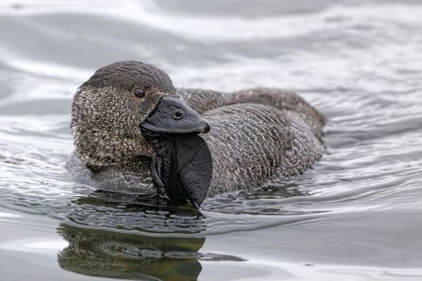 اردک‌های سخنگو با قابلیت فحش دادن!