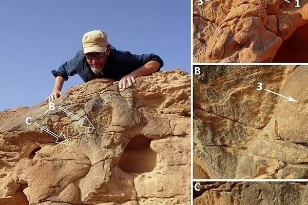 فسیل شتر ۸ هزار ساله در عربستان کشف شد+تصاویر