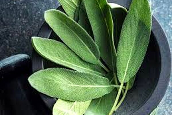 با این گیاه دارویی دهانشویه برای بیماری برفک دهان بسازید