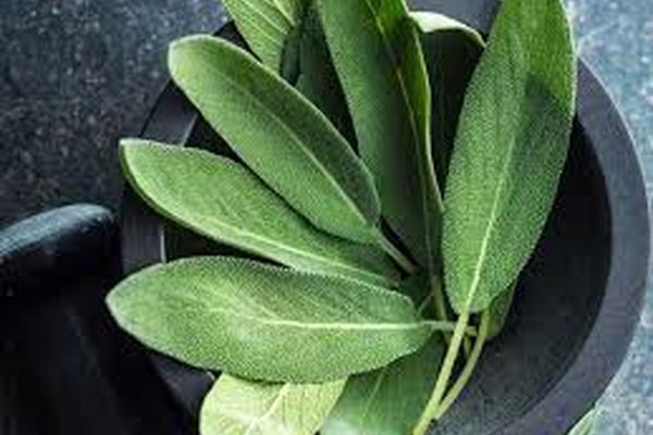 با این گیاه دارویی دهانشویه برای بیماری برفک دهان بسازید