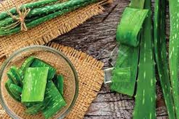 آلوئه ورا درمانی برای گلو درد است/ دستور العمل معجون آلوئه‌ورا