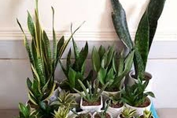 چند گیاه آپارتمانی که به شدت سمی و خطرناک برای کودکان هستند