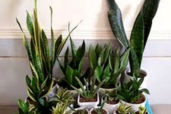 چند گیاه آپارتمانی که به شدت سمی و خطرناک برای کودکان هستند
