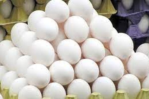 قیمت تخم‌مرغ در مشهد کاهش یافت